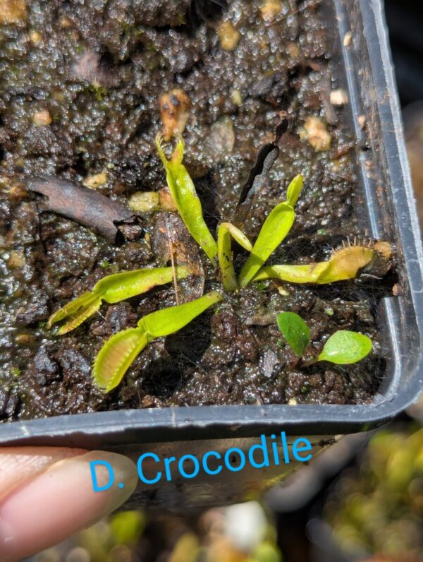 Lot 4 : D. Crocodile + D. Amteborus + D. Scarlatine