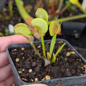 Dionaea Vitiligo