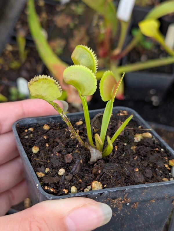 Dionaea Vitiligo