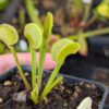 Dionaea Vitiligo – Image 2