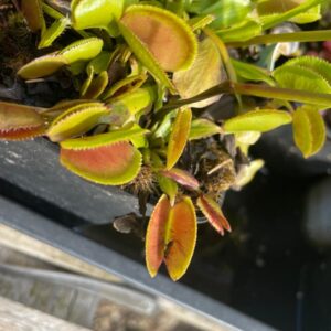 Dionaea Periscope