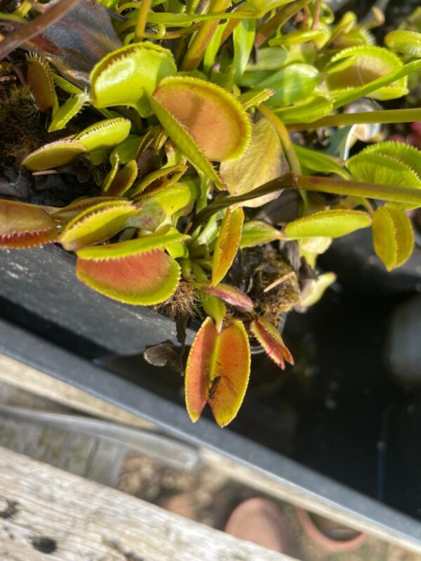 Dionaea Periscope