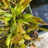 Dionaea Periscope – Image 2