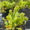 Dionaea Phalanx – Image 2