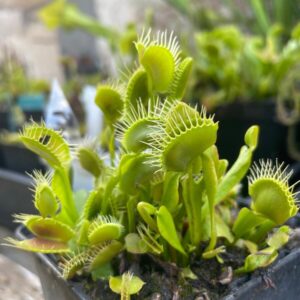 Dionaea Phalanx