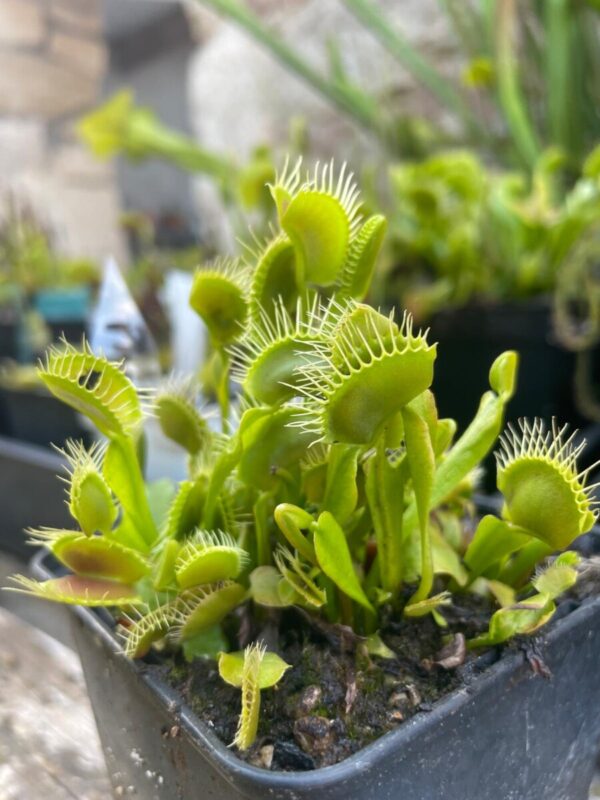Dionaea Phalanx