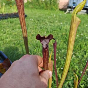 Sarracenia alata var. nigropurpurea – Black Tube, De Soto National Forest, MS, W (A27, MK)