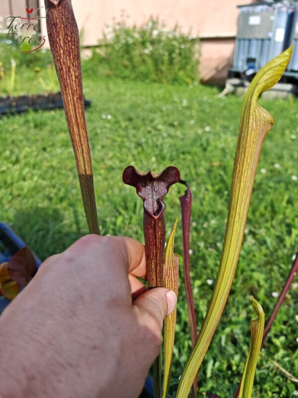 Sarracenia alata var. nigropurpurea – Black Tube, De Soto National Forest, MS, W (A27, MK)
