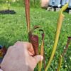 Sarracenia alata var. nigropurpurea – Black Tube, De Soto National Forest, MS, W (A27, MK) – Image 2