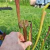 Sarracenia alata var. nigropurpurea – Black Tube, De Soto National Forest, MS, W (A27, MK) – Image 3