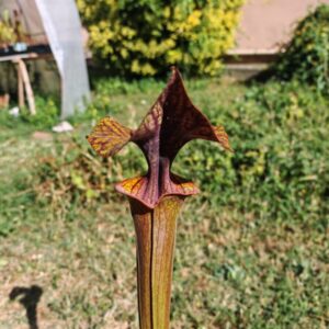 S. flava var. atropurpurea – Heavily Veined inner lid and deep coloured throat markings (F198, MK)