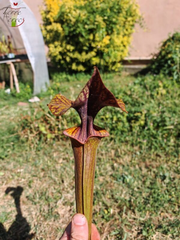 S. flava var. atropurpurea – Heavily Veined inner lid and deep coloured throat markings (F198, MK)