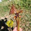 S. flava var. atropurpurea – Heavily Veined inner lid and deep coloured throat markings (F198, MK) – Image 3