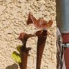 S. flava var. atropurpurea – Heavily Veined inner lid and deep coloured throat markings (F198, MK) – Image 4