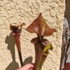 S. flava var. atropurpurea – Heavily Veined inner lid and deep coloured throat markings (F198, MK) – Image 5