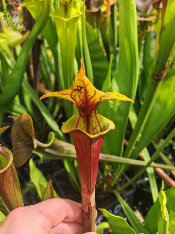 Sarracenia flava var. rubricorpora -- Klon Dennis Baldson