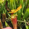 Sarracenia flava var. rubricorpora -- Klon Dennis Baldson – Image 2
