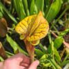 Sarracenia flava var. rubricorpora -- Klon Dennis Baldson – Image 3