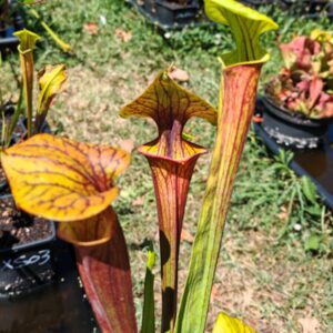 Sarracenia x (atropurpurea -- All Red form x ornata -- Sandy Creek)