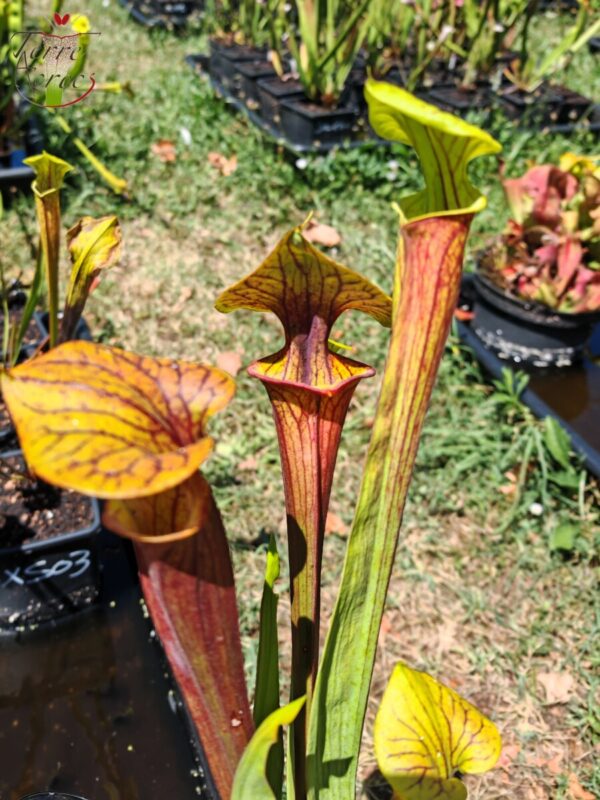 Sarracenia x (atropurpurea -- All Red form x ornata -- Sandy Creek)