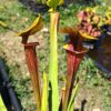 Sarracenia x (atropurpurea -- All Red form x ornata -- Sandy Creek) – Image 2