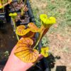 Sarracenia x (atropurpurea -- All Red form x ornata -- Sandy Creek) – Image 3