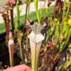 Sarracenia leucophylla -- (L35C, Msrba) – Image 3