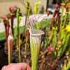 Sarracenia leucophylla -- (L35C, Msrba) – Image 4