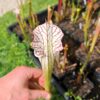 Sarracenia leucophylla -- (L35C, Msrba) – Image 5