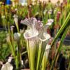 Sarracenia leucophylla -- (L35C, Msrba) - Image 4