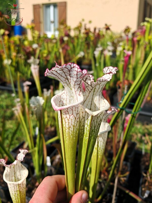 Sarracenia leucophylla -- (L35C, Msrba)