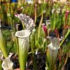 Sarracenia leucophylla -- (L35C, Msrba) – Image 2
