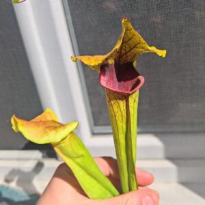Sarracenia x (S. flava var. ornata x S. x mitchelliana) clone c