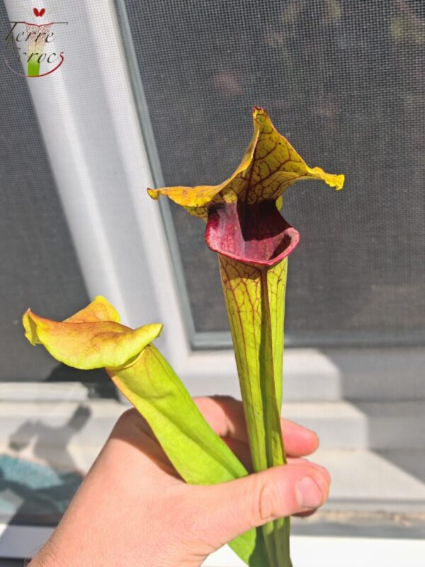 Sarracenia x (S. flava var. ornata x S. x mitchelliana) clone c