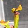 Sarracenia x (S. flava var. ornata x S. x mitchelliana) clone c - Image 2
