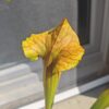 Sarracenia x (S. flava var. ornata x S. x mitchelliana) clone c - Image 3