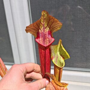 Sarracenia x (S. flava var. ornata x S. x mitchelliana)(clone d)