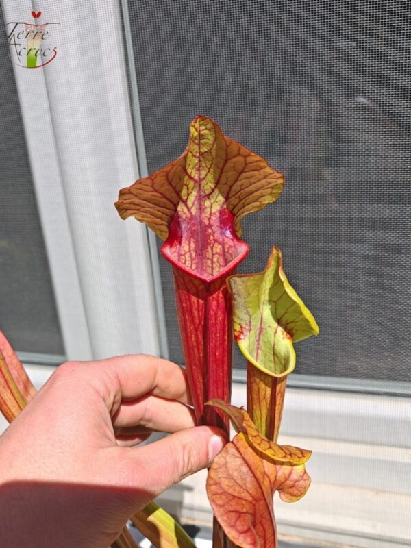 Sarracenia x (S. flava var. ornata x S. x mitchelliana)(clone d)
