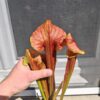 Sarracenia x (S. flava var. ornata x S. x mitchelliana)(clone d) – Image 3