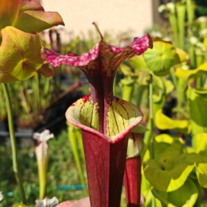 Sarracenia x ('Leah Wilkerson' x (atropurpurea x rubricorpora))