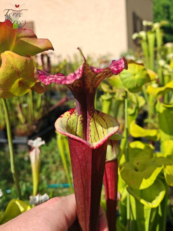 Sarracenia x ('Leah Wilkerson' x (atropurpurea x rubricorpora))