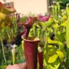 Sarracenia x ('Leah Wilkerson' x (atropurpurea x rubricorpora)) – Image 2