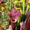 Sarracenia x ('Leah Wilkerson' x (atropurpurea x rubricorpora)) – Image 3