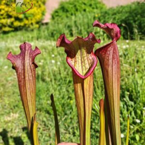 Sarracenia x Pélican