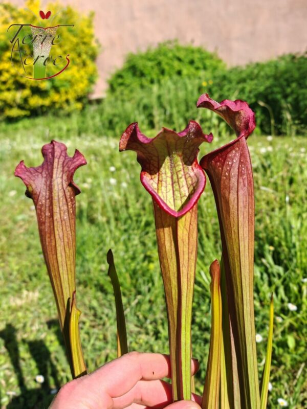 Sarracenia x Pélican