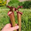 Sarracenia x Pélican – Image 2