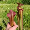 Sarracenia x Pélican – Image 3