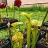 Sarracenia x inconnu (OB mix seeds 2017) – Image 4