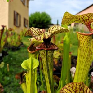 Sarracenia x inconnu (OB mix seeds 2017)