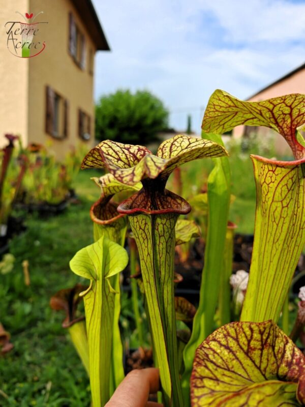 Sarracenia x inconnu (OB mix seeds 2017)